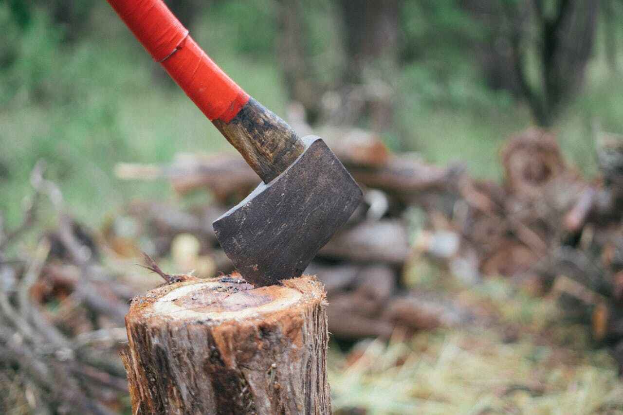 Tree Root Removal in Fillmore, CA